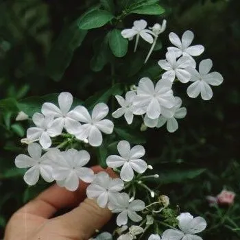 thumbnail for publication: Plumbago auriculata Plumbago, Cape Plumbago, Sky Flower